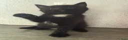 Mixed Breed cats for sale: Stunning kittens for sale x - Advert 2