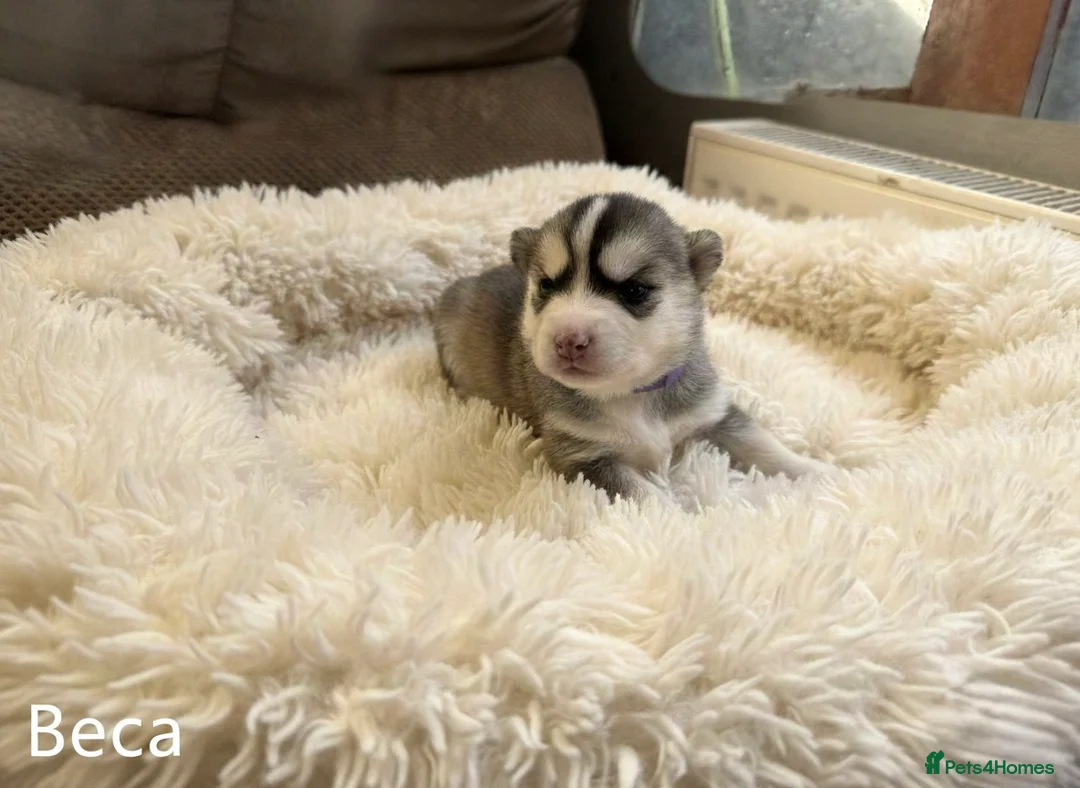 Pomsky dogs for sale: Pomsky puppies - Advert 4