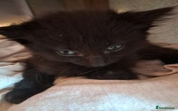 Ragdoll cats for sale: 2 female Ragdolls for sale  - Image 2