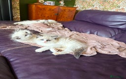 Ragdoll cats for sale: Ragdoll kittens purebred - Image 10