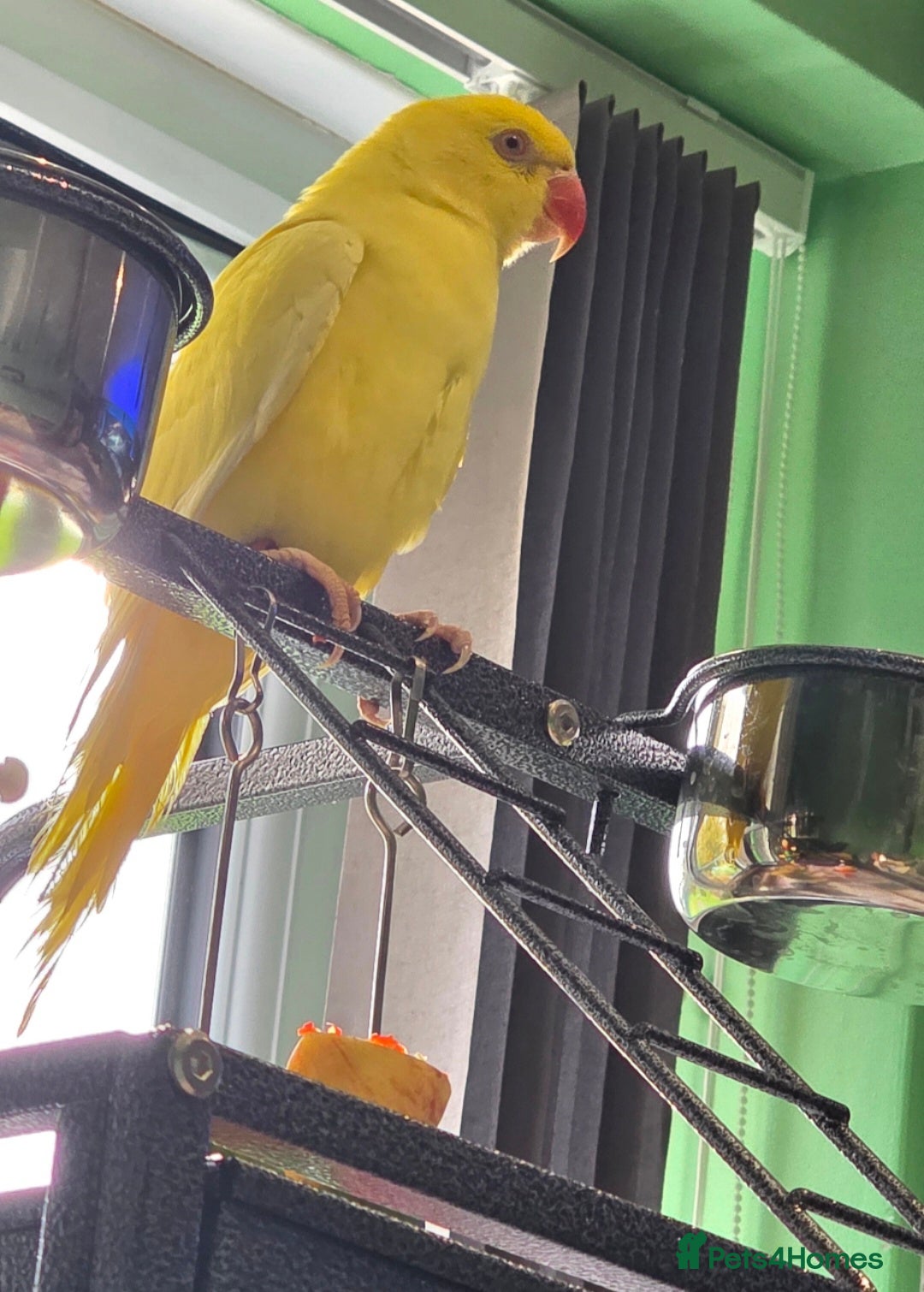 Ringnecks birds Beautiful yellow Ringneck parrot (kevin) - Advert 6