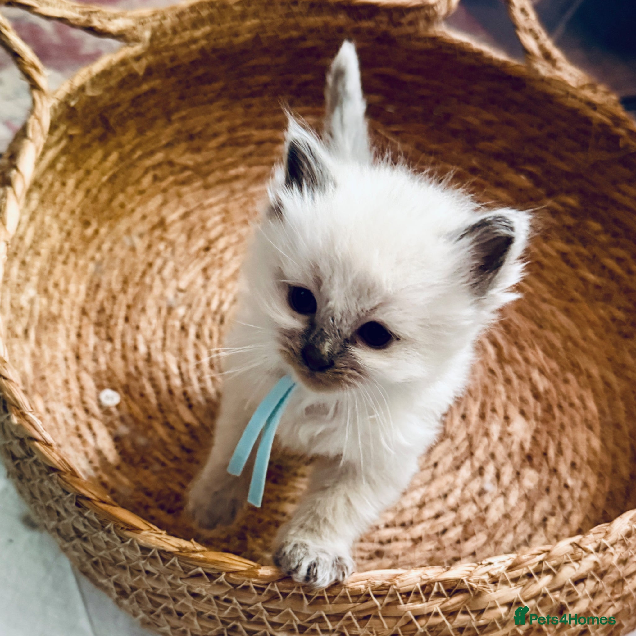 Ragdoll Kitten 4