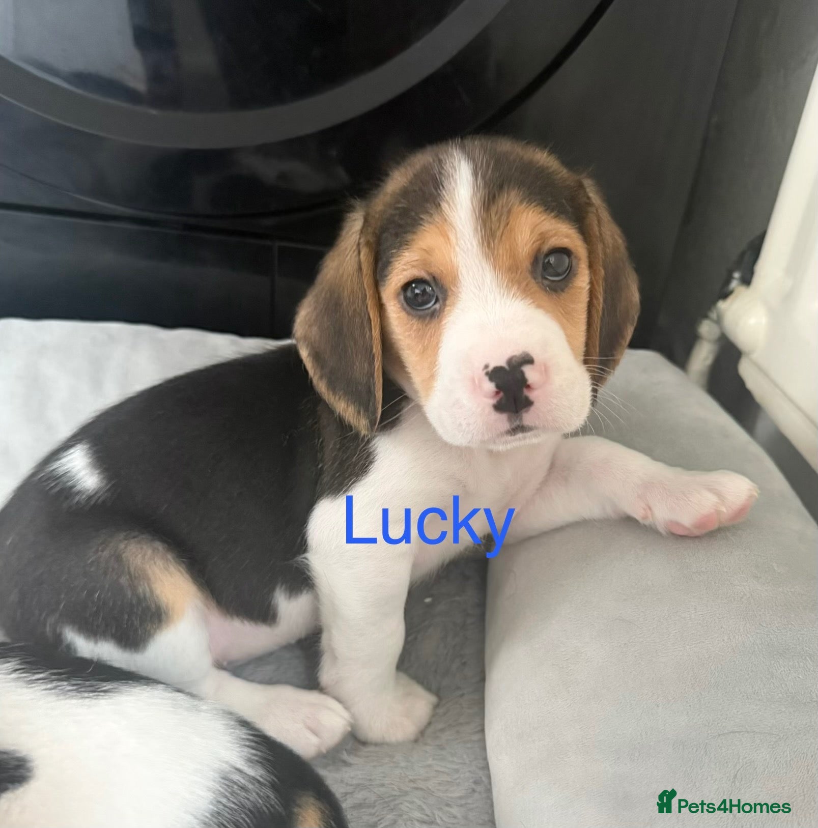Beagle dogs for sale: Beagle puppies 🐶🐾 - Advert 1