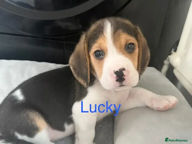 Beagle dogs for sale: Beagle puppies 🐶🐾 - Advert 1