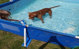 Mixed Breed dogs for sale: Brucie nearly 4 Cross breed  - Image 10