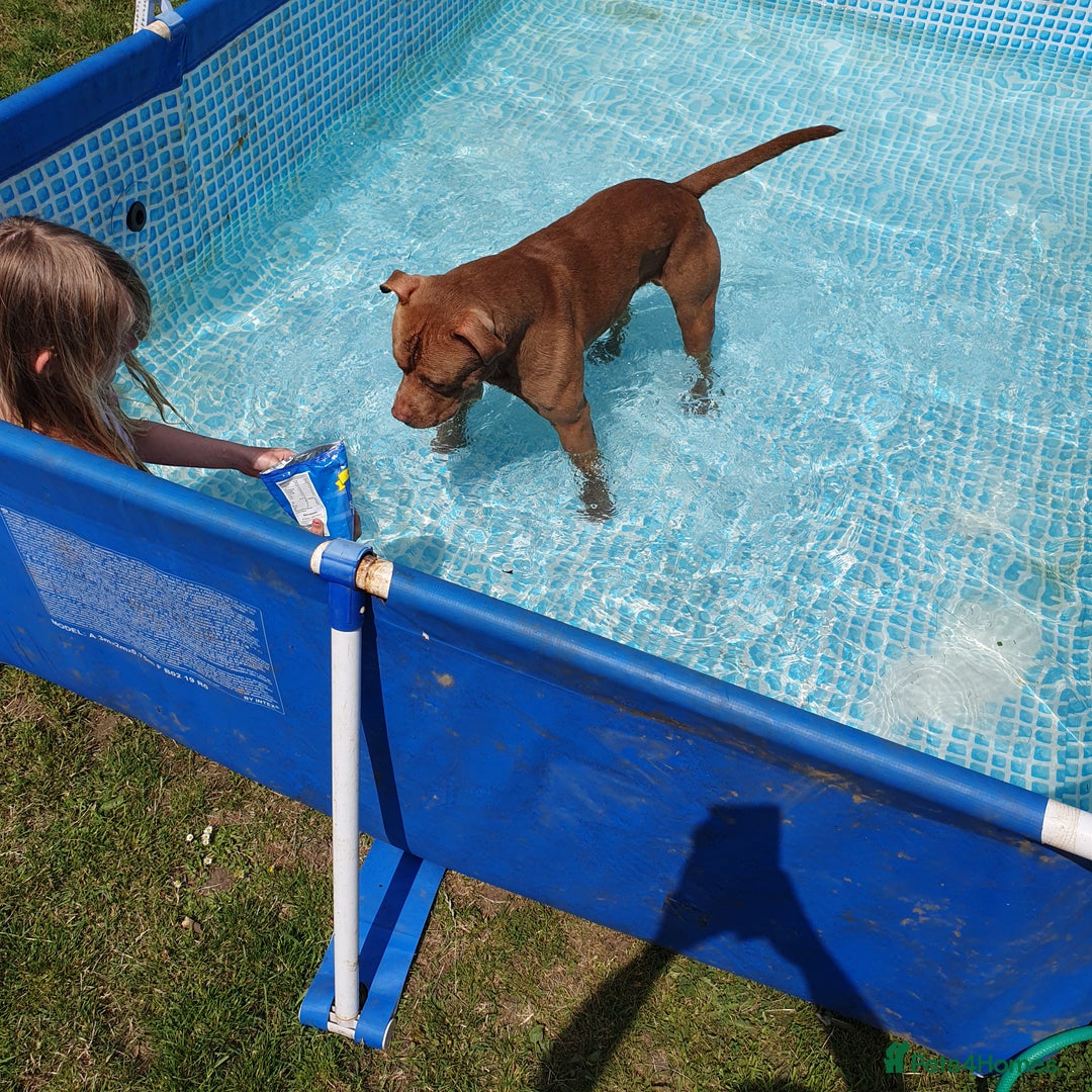 Mixed Breed dogs for sale: Brucie nearly 4 Cross breed  - Image 10