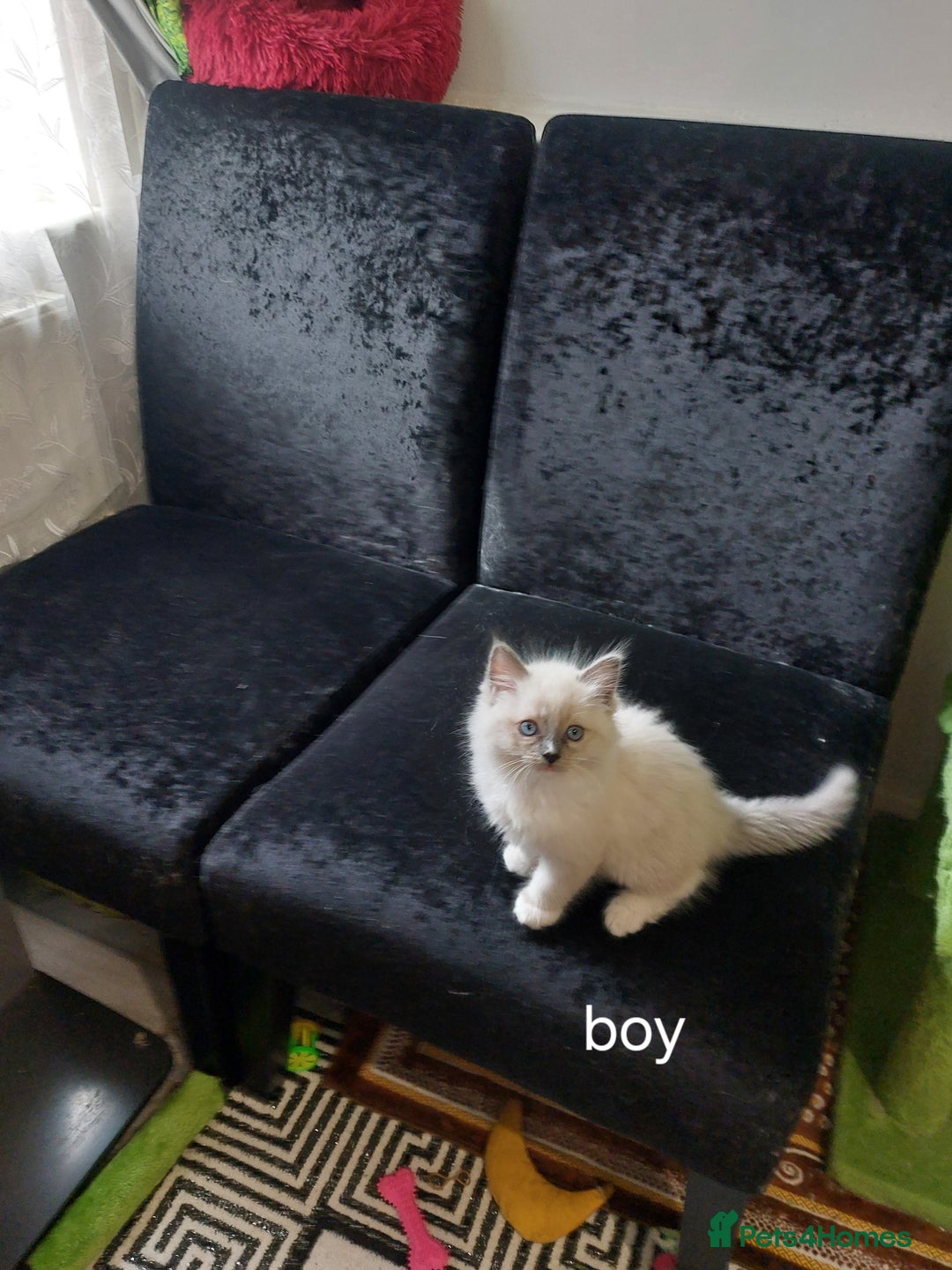 Ragdoll cats for sale: The most beautiful and adorable Ragdoll kittens  - Image 22