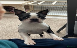 Boston Terrier dogs for sale: Boston Terrier Adults - Image 6