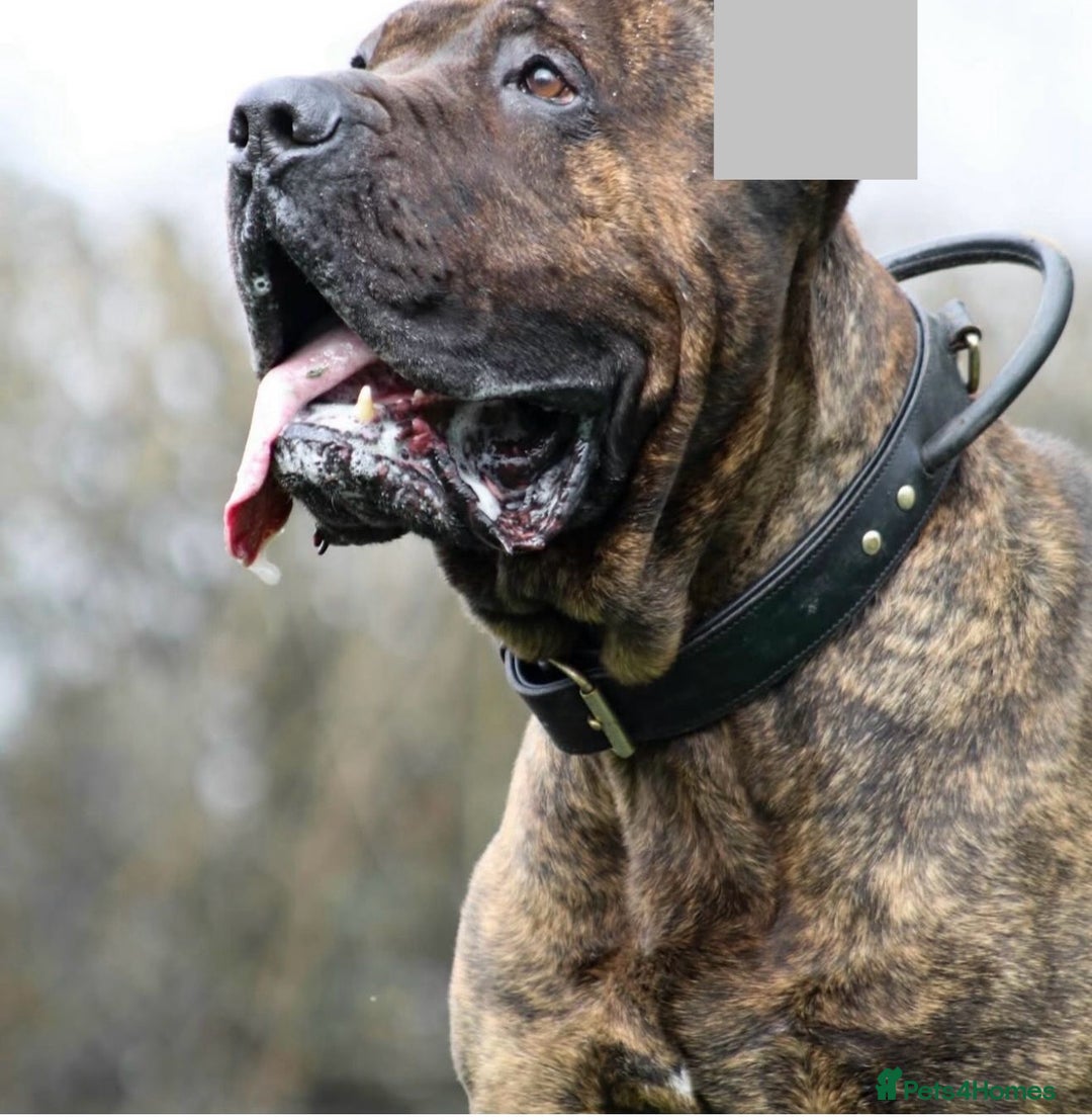 Presa Canario dogs for sale: Presa canario puppies (recognised breeder) - Image 6