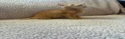 Mixed Breed cats for sale: Five Wonderful, Kichens, Very, Pretty Looking  - Advert 11