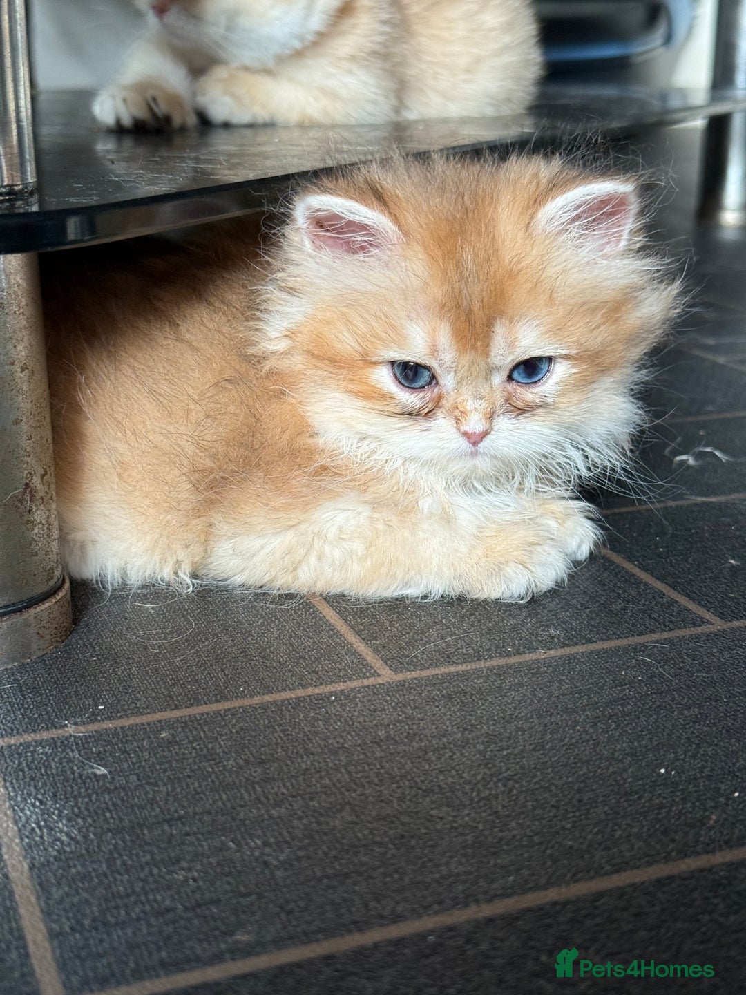 British Shorthair cats for sale: GCCF reg BSH & BLH Chocolate &Black Golden Kittens - Advert 3