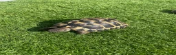Hermann Tortoise reptiles for sale: Herman Tortoise in Reading - Advert 4
