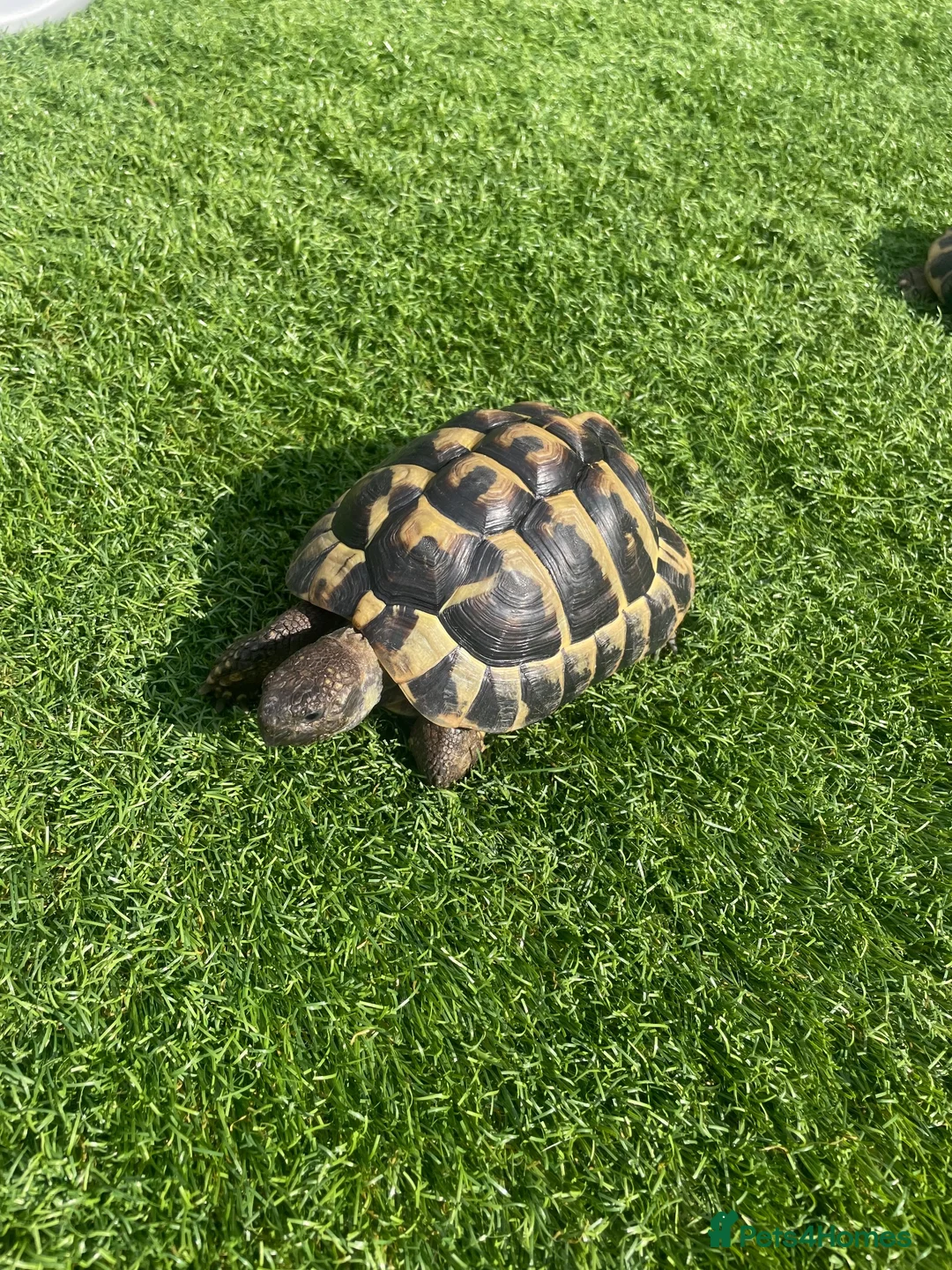 Hermann Tortoise reptiles for sale: Herman Tortoise in Reading - Advert 4