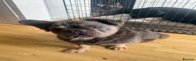 French Bulldog 2