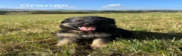 German Shepherd dogs for sale: Healthy & Chunky German Shepherd Puppies - Advert 14