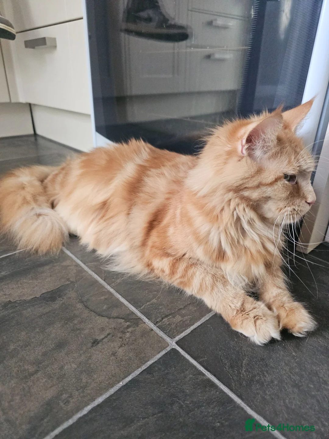 Maine Coon cats for sale: Main coon kittens - Advert 2