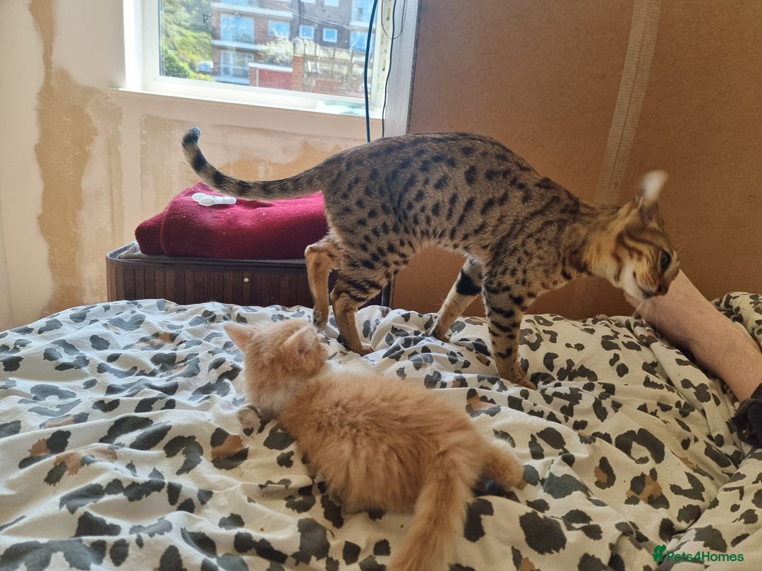 Mixed Breed cats for sale: Half norweigen forest cat 1/4 bengal 1/4 longhair - Image 7