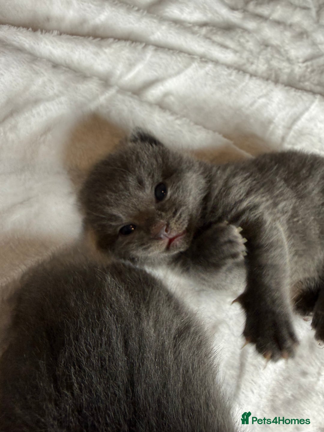 British Shorthair cats for sale: The cutest British Shorthair Grey Kittens  - Advert 12