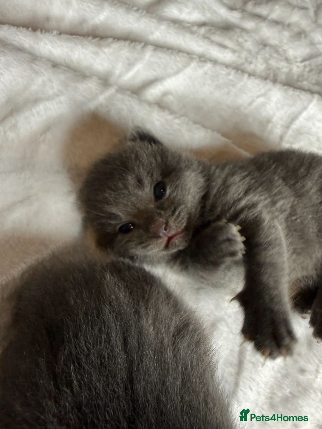 British Shorthair cats for sale: Our British Shorthair Grey Kittens  - Advert 14