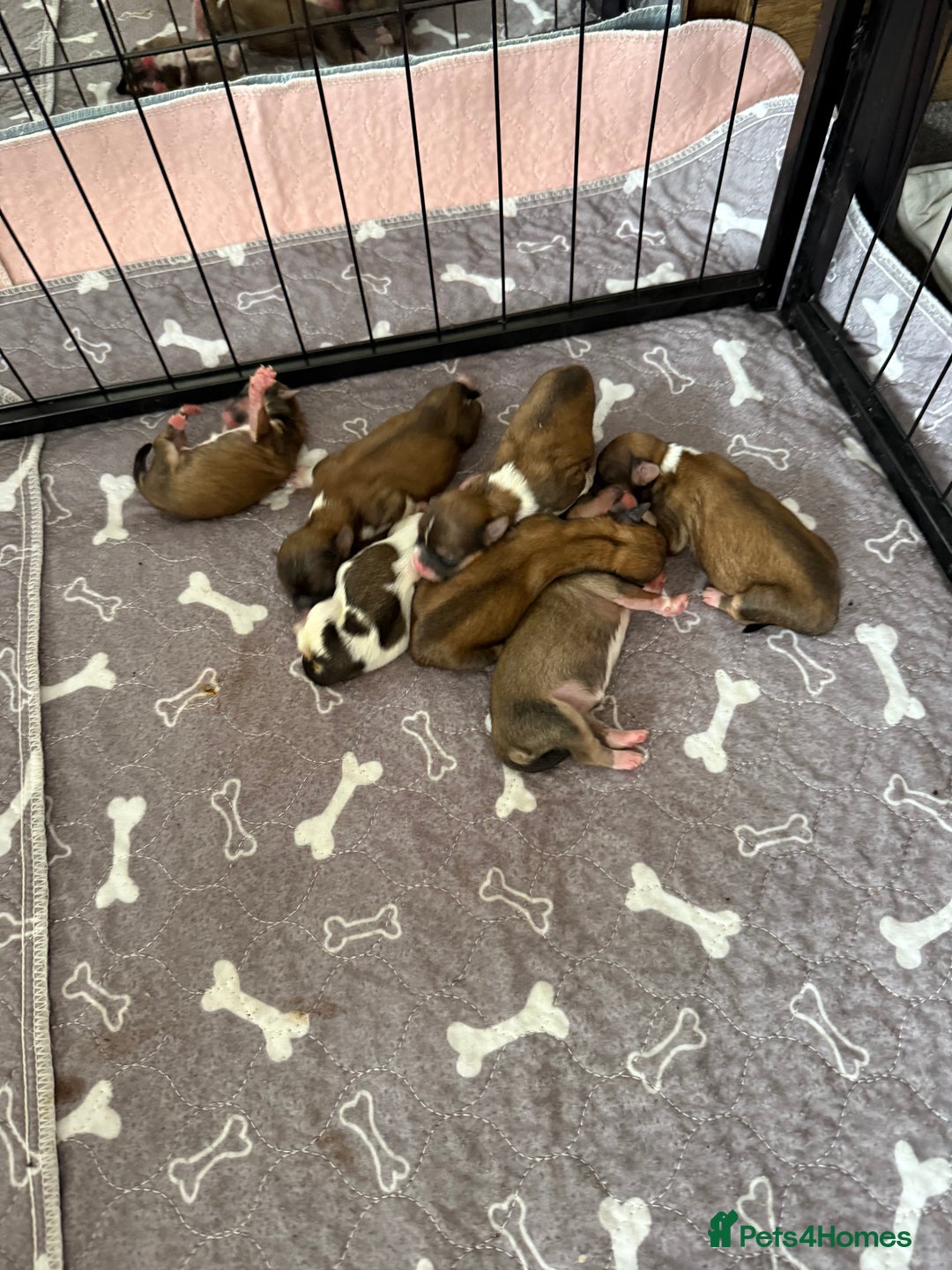 Lhasa Apso dogs for sale: 6 beautiful Lhasa apsos  - Image 17