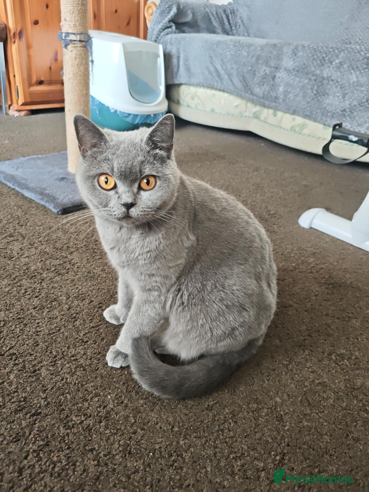 British Shorthair cats British short hair  - Advert 2