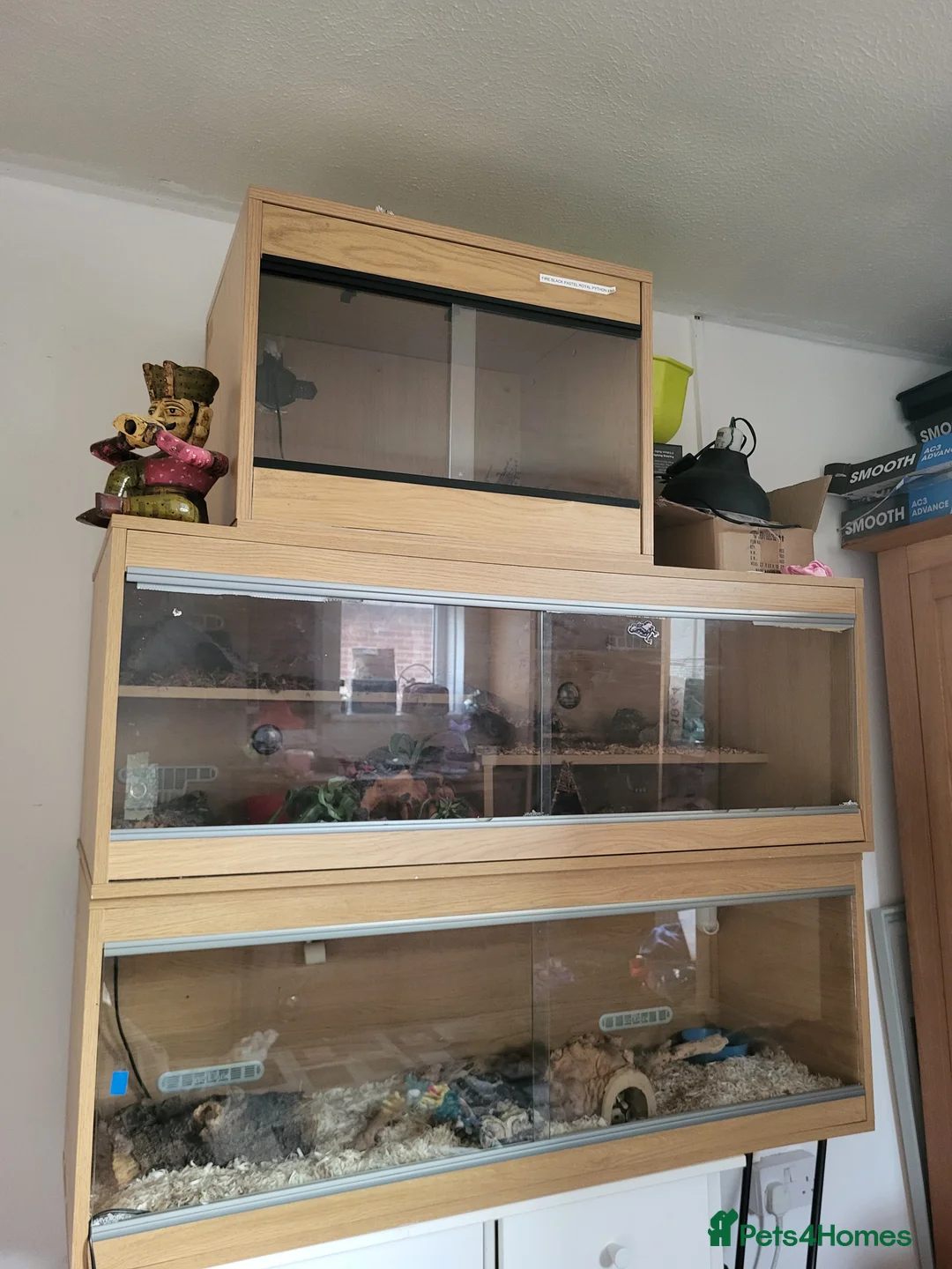 Python Snake reptiles for sale: 2 pythons 1 corn snake  - Advert 2