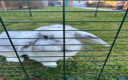 Mini Lop rabbits for sale: Daisy & Daffodil - Image 5