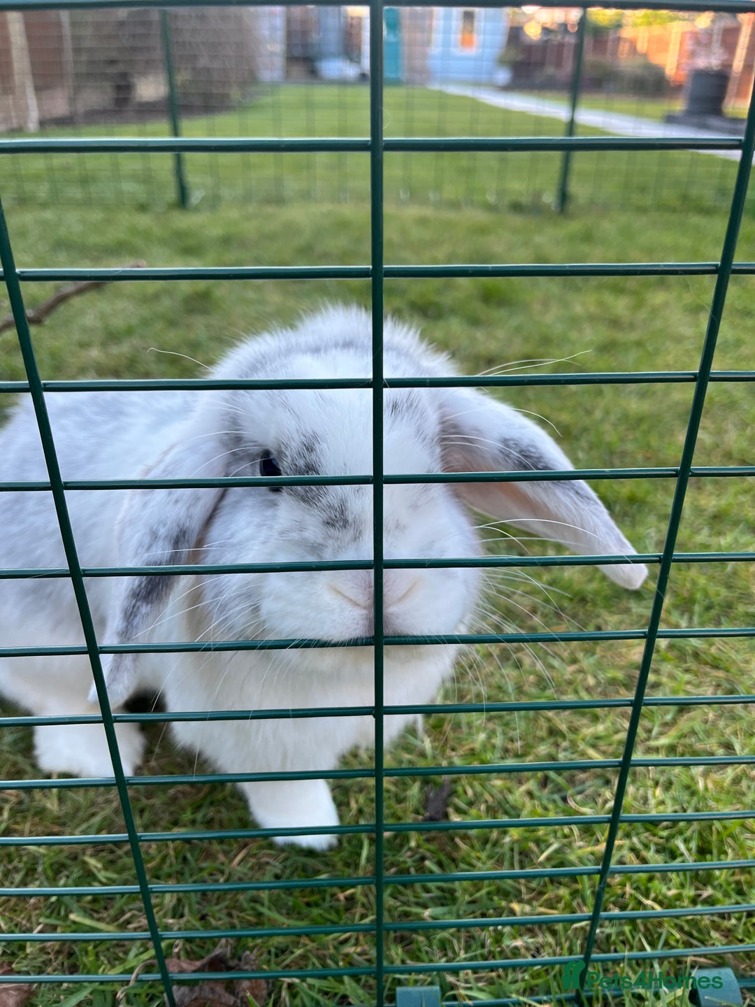 Mini Lop rabbits for sale: Daisy & Daffodil - Image 5