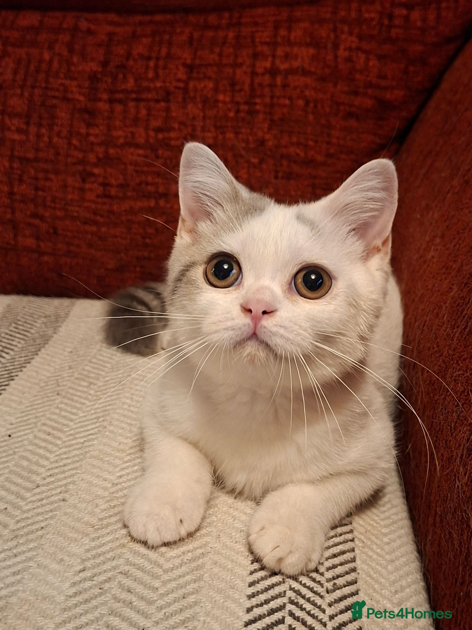 British Shorthair cats Ready to leave! 🐱 - Advert 1