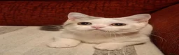 British Shorthair cats for sale: Ready to leave! 🐱 - Advert 1