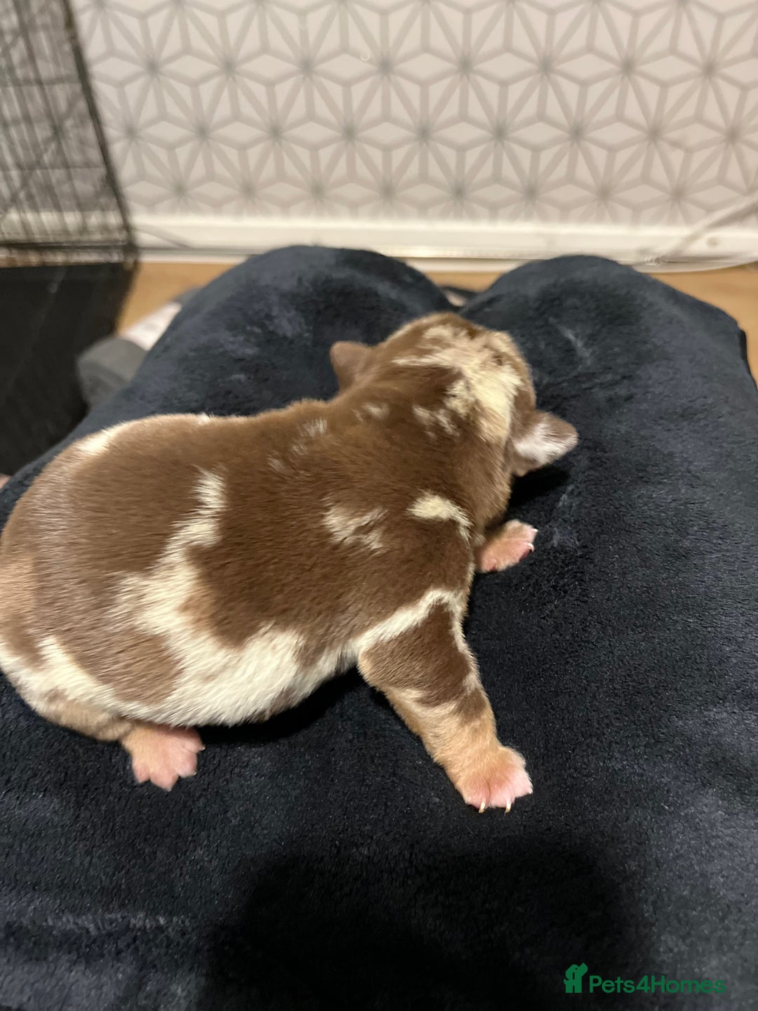 English Bulldog dogs for sale: QC puppies  - Image 27