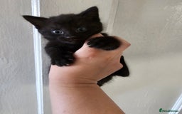 Mixed Breed cats for sale: Kittens for sale ready to leave to good homes  - Image 12