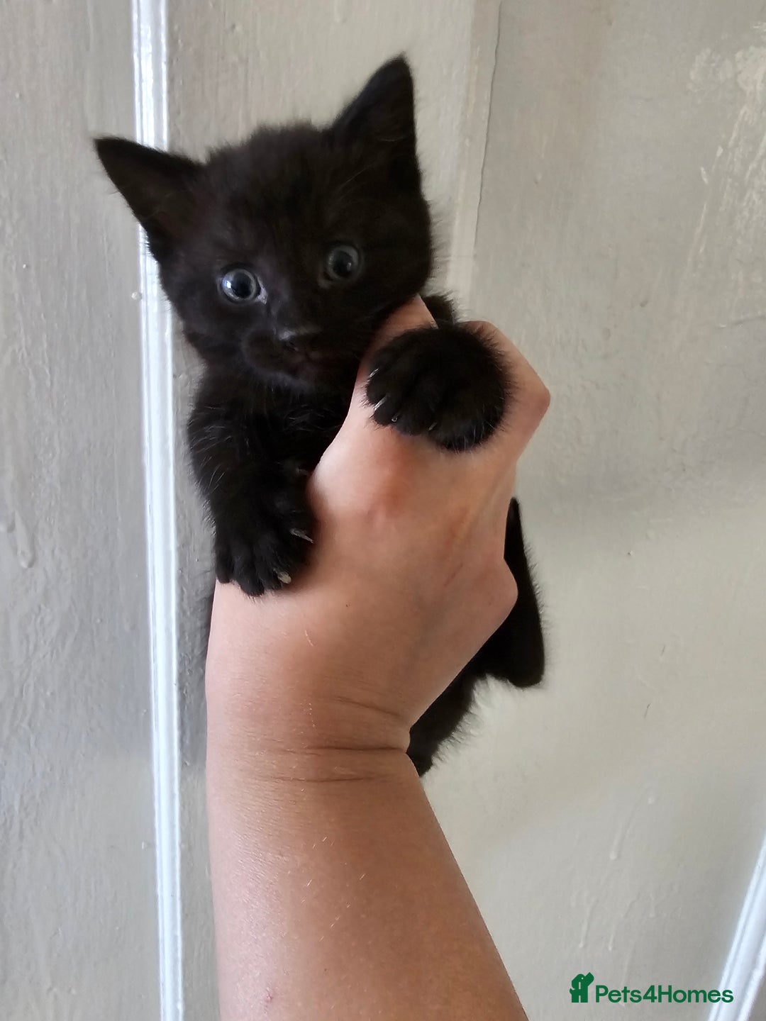 Mixed Breed cats for sale: Kittens for sale ready to leave to good homes  - Image 12