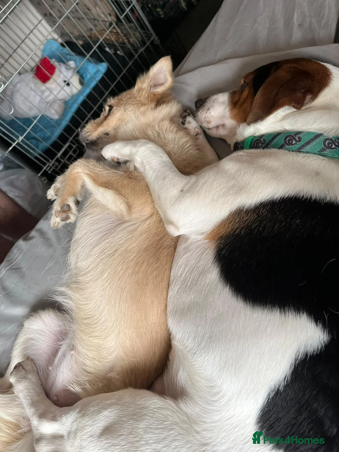 Mixed Breed dogs for sale: Terrier bitch - Advert 2