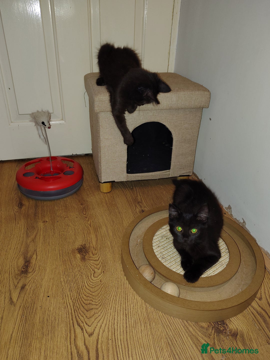 Mixed Breed cats for sale: Black mixed breed kittens - Image 9
