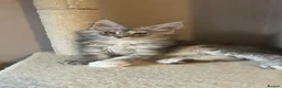 Maine Coon cats for sale: Maine coon babies  - Advert 2