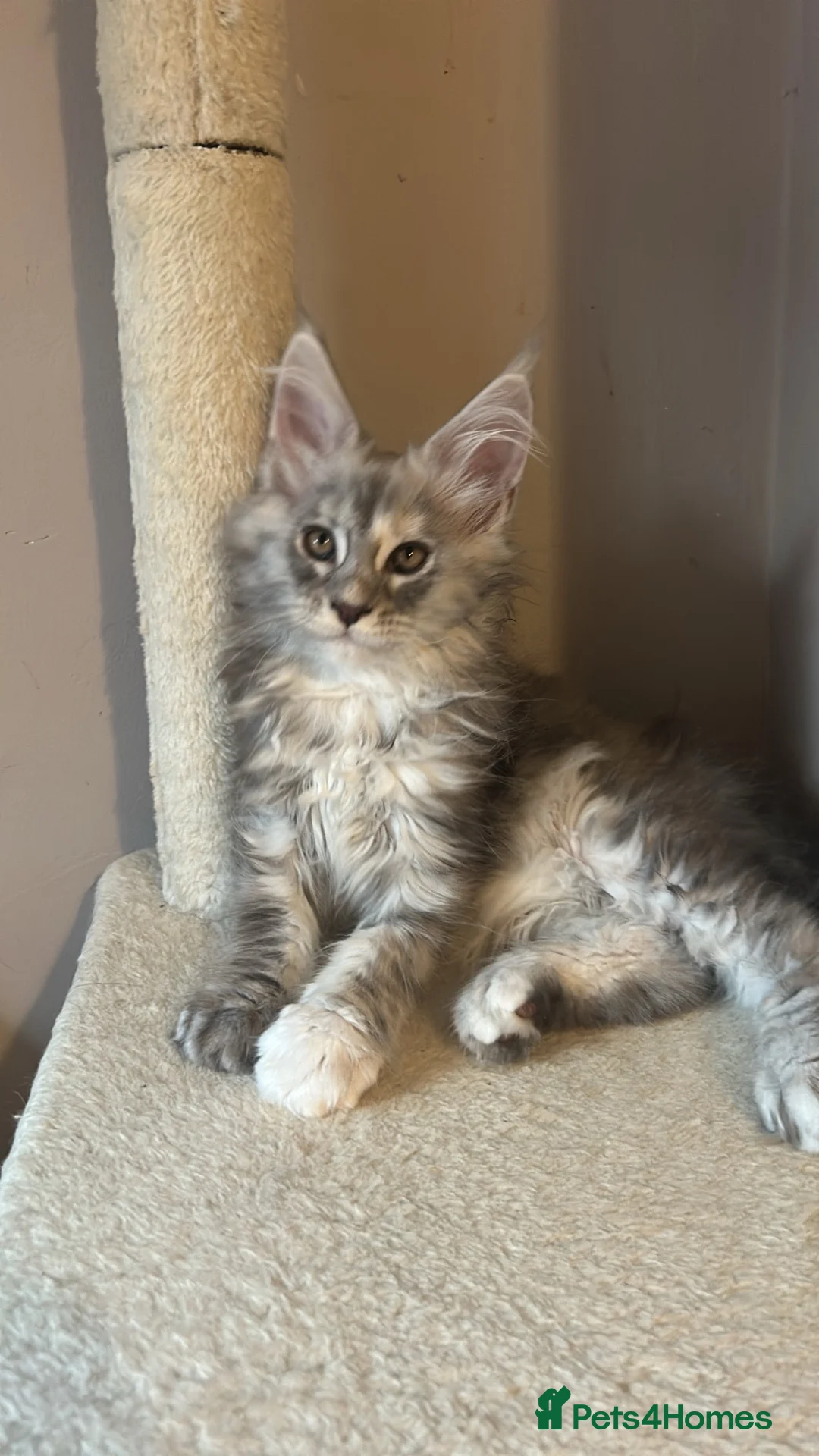Maine Coon cats for sale: Maine coon babies  - Advert 2