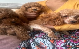 Toy Poodle dogs for sale: Toy poodles - Image 10