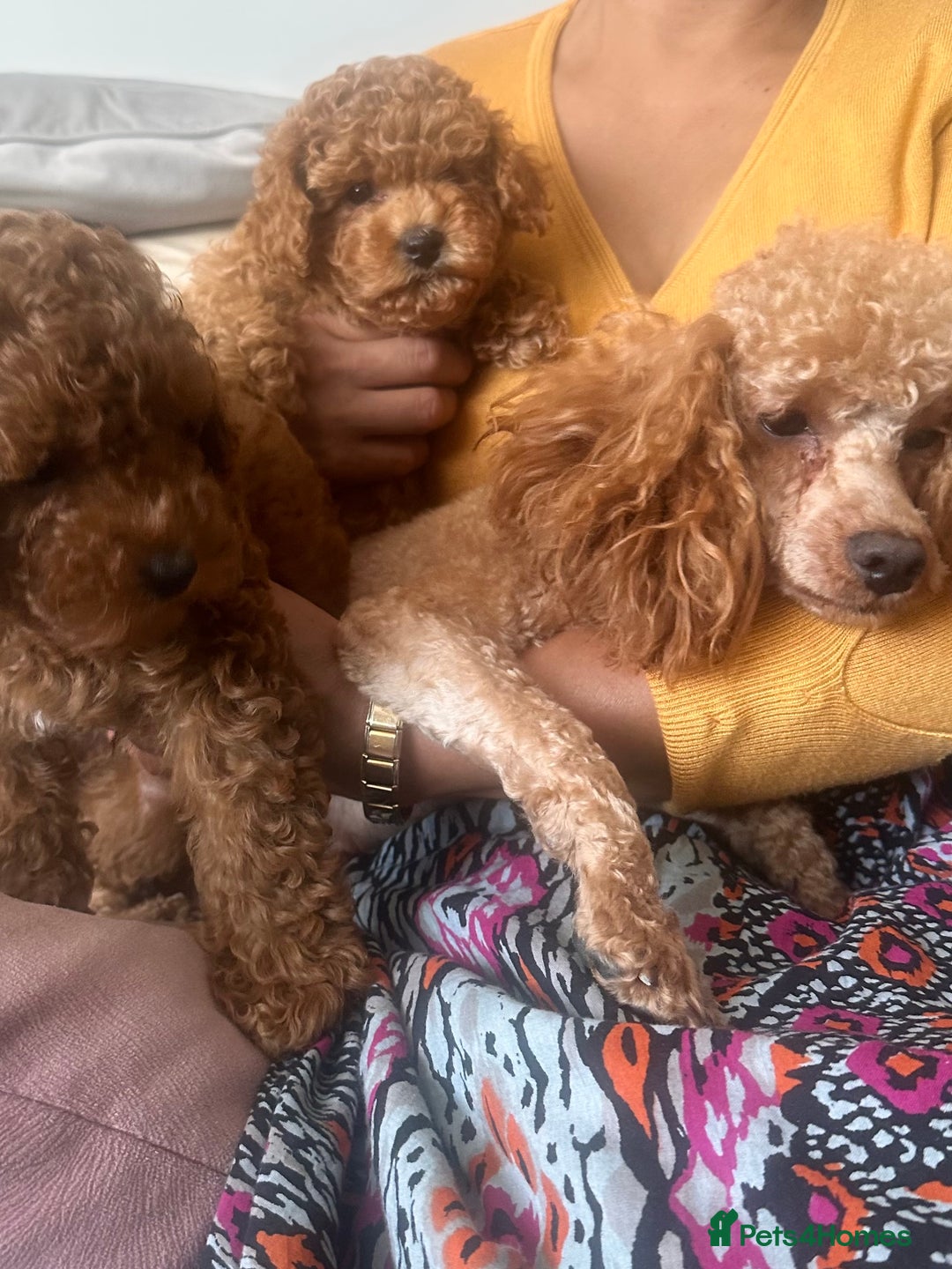 Toy Poodle dogs for sale: Toy poodles - Image 10