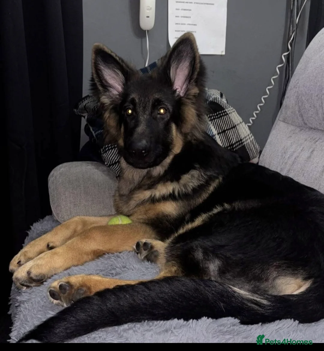 German Shepherd dogs for stud: PROVEN German shepherd for stud  in Bexhill-on-Sea - Advert 25