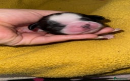 Shih Tzu dogs for sale: ShihTzu Newborn Puppies 💕Home-Raised & Well-Loved - Advert 3