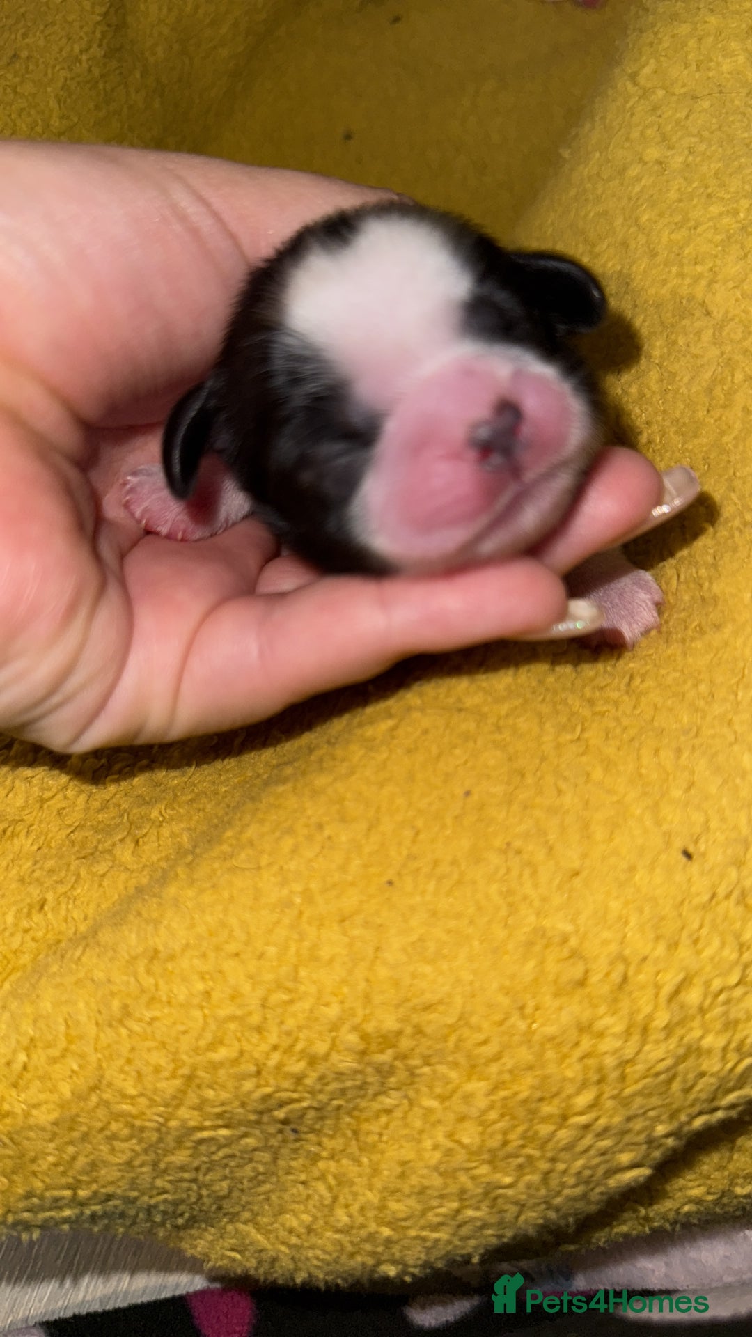 Shih Tzu dogs for sale: ShihTzu Newborn Puppies 💕Home-Raised & Well-Loved - Advert 3