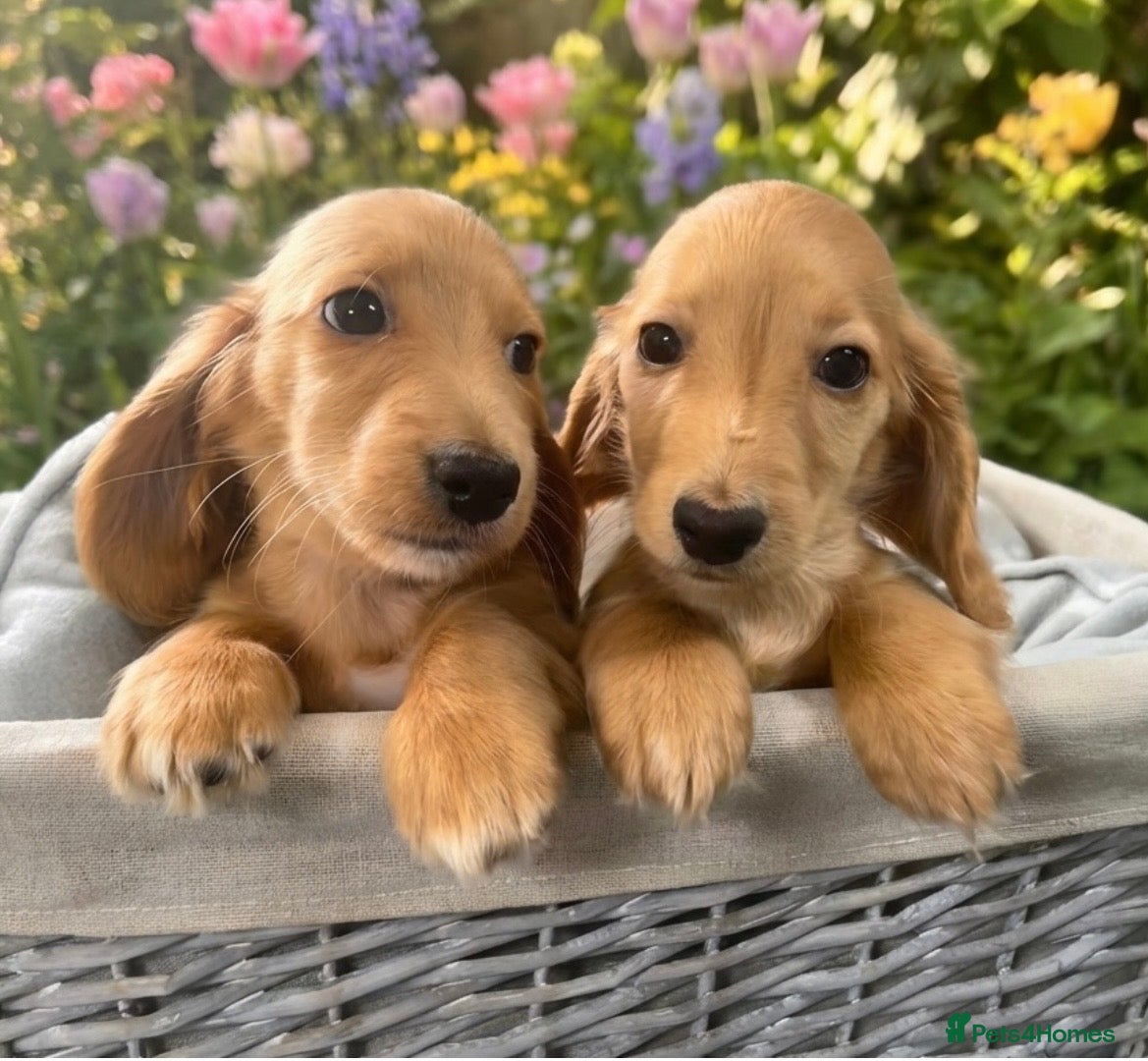 Dachshund dogs KC miniature long hair cream dachshund for sale - Advert 5