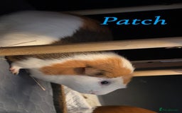 Guinea Pig rodents for sale: 2 male guinea pigs - Image 2