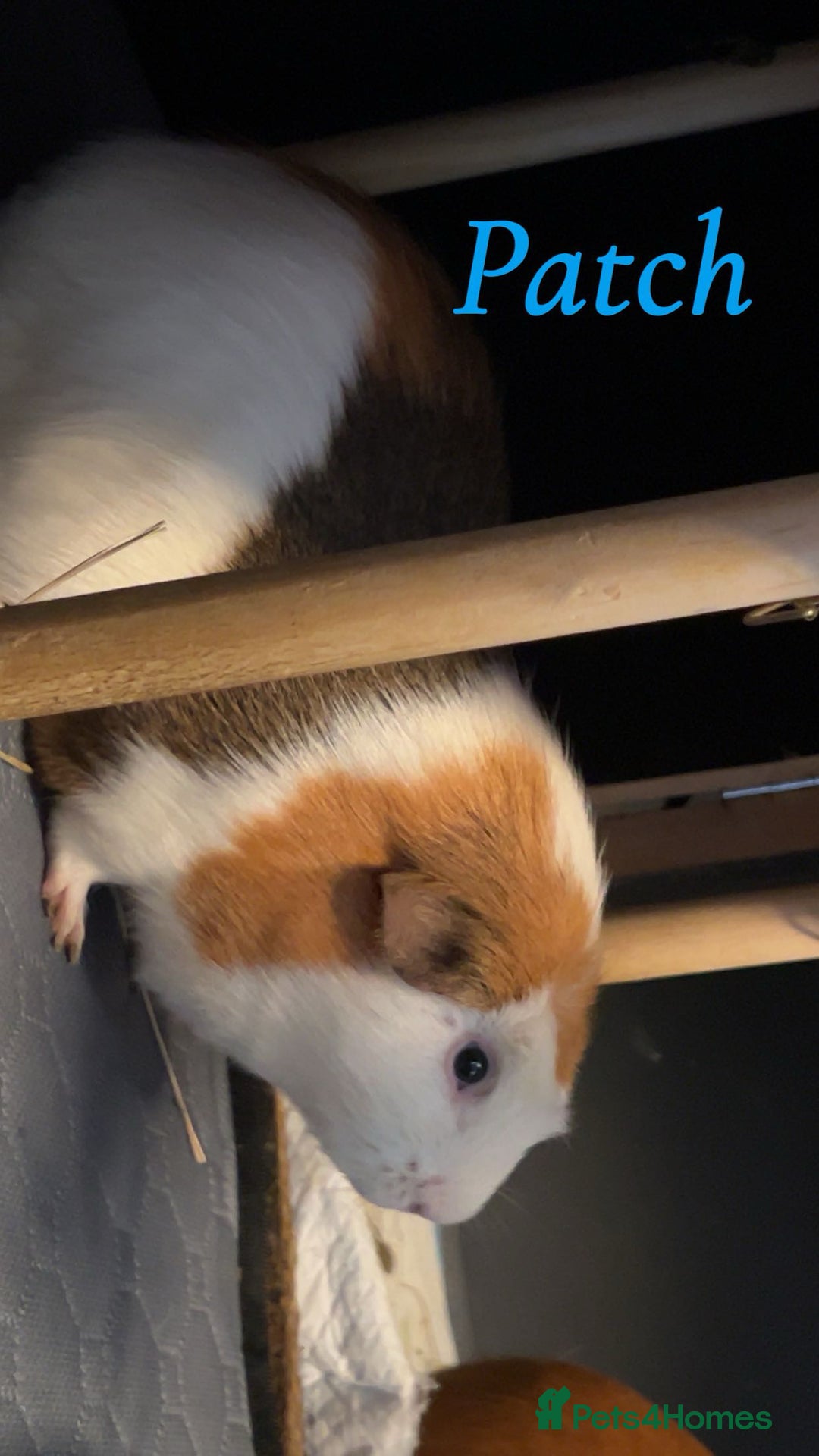 Guinea Pig rodents for sale: 2 male guinea pigs - Image 2