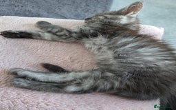 Maine Coon cats for sale: Stunning Maine Coon Kitten - Image 3