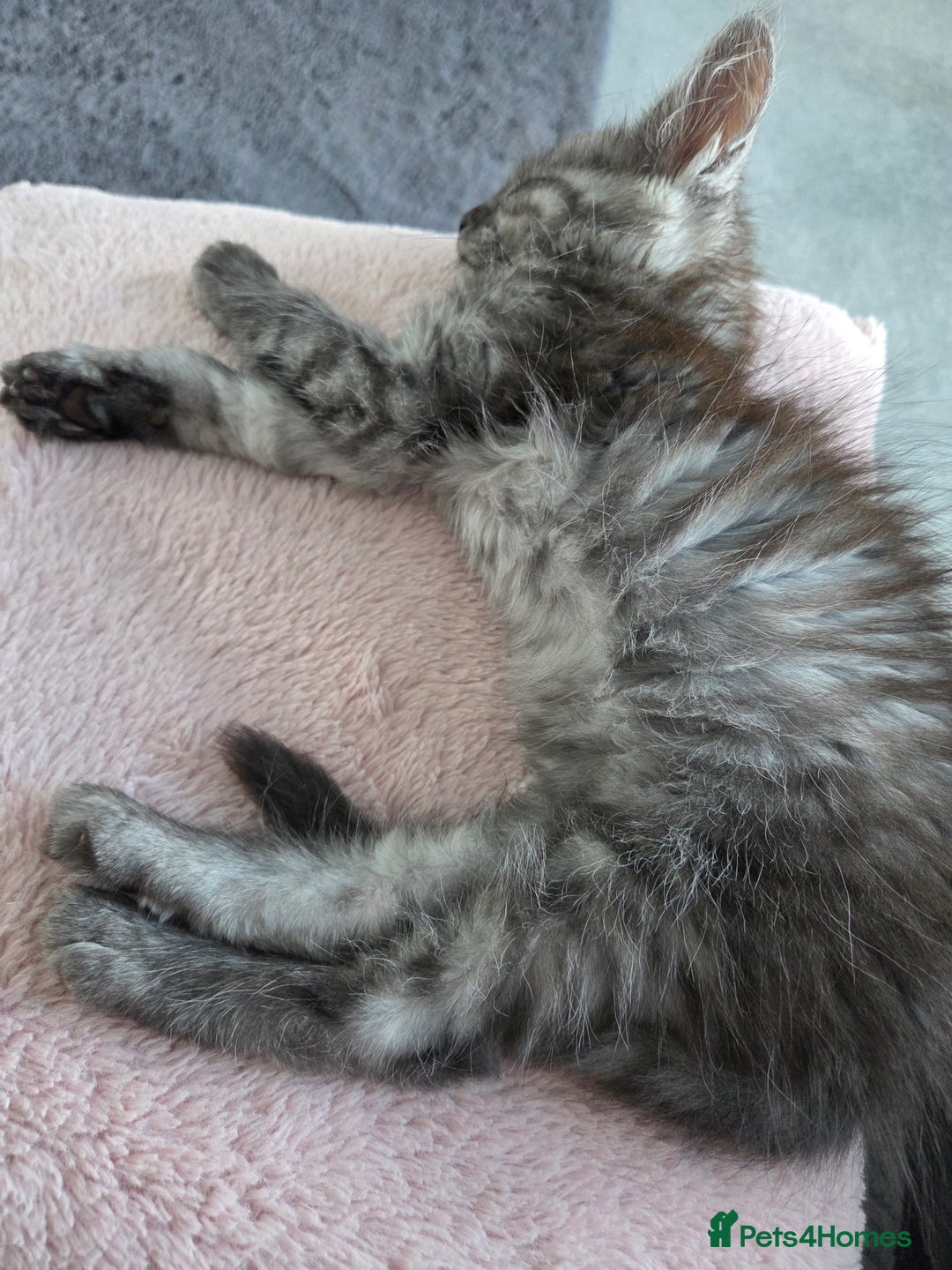 Maine Coon cats for sale: Stunning Maine Coon Kitten - Image 3