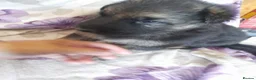 German Shepherd dogs for sale: Straight backed german shepherd puppies - Advert 4