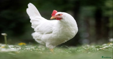 Chickens poultry - Advert 12
