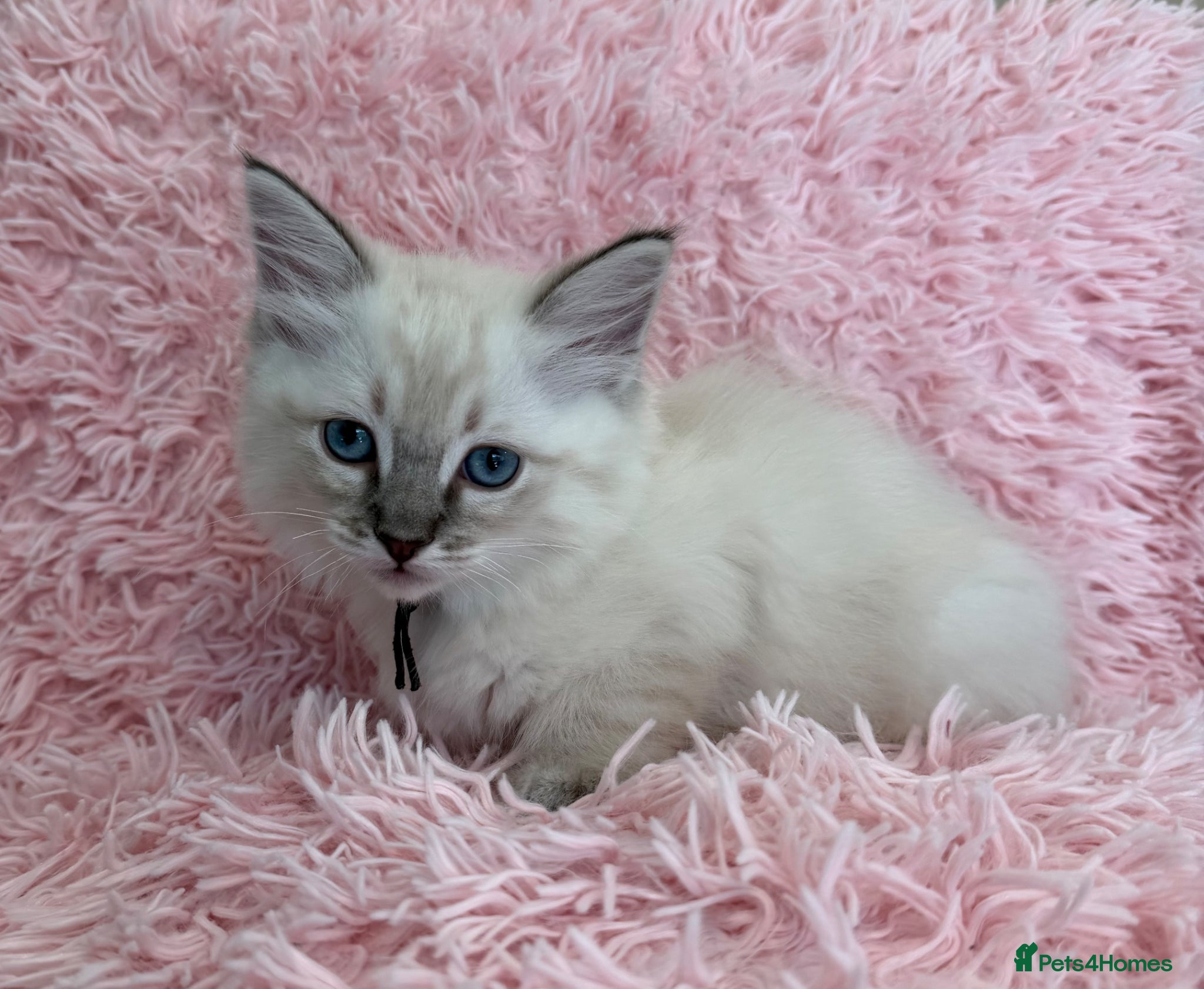 Ragdoll cats Stunning 3 male ragdolls available  - Advert 1